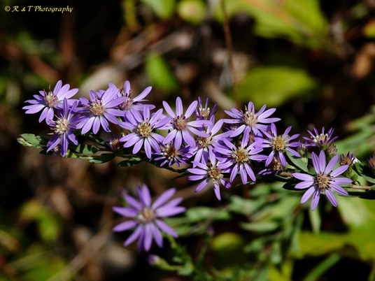 {Symphyotrichum concolor}